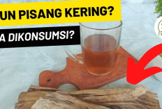 9 Manfaat Daun Pisang Kering, Salah Satunya Untuk Menurunkan Risiko Keracunan Makanan, Lah Kok Bisa?