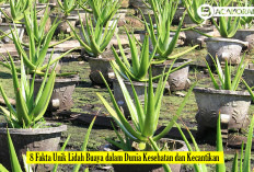 Tumbuhan Ajaib! 8 Fakta Unik Lidah Buaya dalam Dunia Kesehatan dan Kecantikan