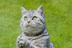 Hewan Peliharaan Nabi Muhammad SAW, Kok Tidak Masuk Surga? Simak Alasan dan Haditsnya Disini