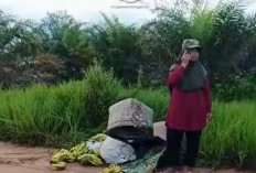 Astaga, Begal Rampas Sepeda Motor Ibu-ibu Penjual Pisang di Mesuji Raya