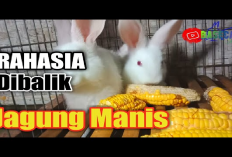 Kamu Harus Tau Nih! 6 Fakta Menarik Tentang Manfaat Jagung Manis untuk Kelinci, No 4 Gak Nyangka Banget