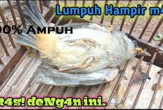 Dijamin Ampuh! 5 Cara ini Dapat Kamu Lakukan Untuk Menyembuhkan Burung Kutilang Lumpuh Mendadak, Yok Cobain...