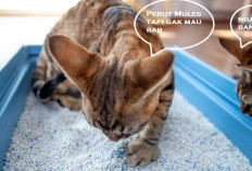 3 Tips Menangani Kucing Susah Buang Air Besar dan Kecil Sendiri di Rumah, Perut Anabul Jadi Makin Plong Deh...