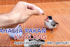 4 Tips Merawat Anakan Burung Kutilang Bagi Pemula, Ternyata Pakan Merupakan Faktor Penting, Karena...