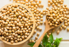 Ukuranya kecil Punya Segudang Manfaat! Yuk Cari Tahu 6 Khasiat Kacang kedelai