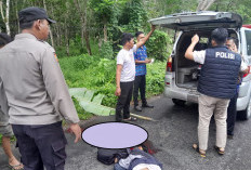 Innalillahi, Hujan Deras Disertai Angin Kencang Pengendara Sepeda Motor Tewas Tertimpa Pohon Karet Tumbang 