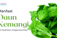 Kemangi, Berikut 6 Rahasia Kesehatan Dibalik 'Daun Kecil' yang Punya Manfaat Luar Biasa!