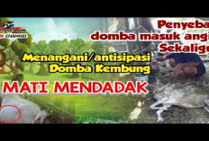 8 Penyebab Domba Sakit Kembung Memahami Faktor yang Mempengaruhi Kesehatan Ternak