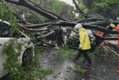 Tragedi Pohon Tumbang di Dharmawangsa! Timpa 5 Mobil dan Satu Korban, Imbas Cuaca Ekstrem