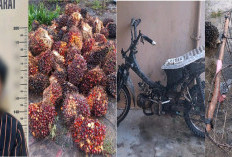 Aksi Pencuri Sawit di Kebun PT SMS Lahat Terpantau Drone, 1 Ditangkap 3 Lolos