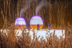 Yuk, Cari Tau Manfaat dari Tanaman Palmarosa, Katanya Beraroma Mirip Bunga Mawar?