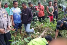 Diduga Curi Sawit, Leher Putus Dib4cok Pemilik Kebun, Pelaku Menyerahkan Diri
