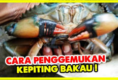 Kamu Harus Tau Nih! 8 Tips Penggemukan Kepiting Bakau Sukses Dalam Bisnis Budidaya, No 1 Penting Banget