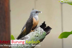 Suaranya dianggap Pertanda Kematian? Terungkap, Misteri Burung Kedasih: 9 Fakta Mengerikan yang Perlu  Ketahui