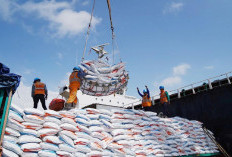 Produksi Beras Meroket, Tembus 1,5 Juta Ton! Pemerintah Janji Setop Impor hingga 2026, Yakin Ditepati?