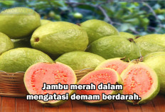 Konsumsi Buah ini, Penyakit Demam Berdarah Minggat 