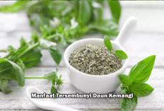 39 Khasiat Daun Kemangi! Bukan Cuma Untuk Lalapan Pecel Lele, Ternyata Ini  Manfaat Lainnya 