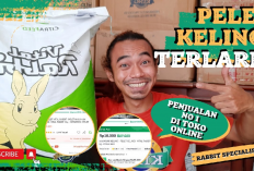 5 Merk Pelet yang Cocok Untuk Mengejar Bobot Kelinci, Apa Aja?