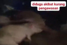 Heboh! Mobil SPPG di Nias Selatan Angkut Babi, Begini Penjelasan BGN Sumut