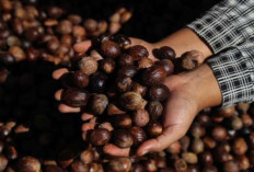 5 Manfaat Luar Biasa dari Biji Durian, Salah Satunya dapat Menurunkan Kolesterol Lho!