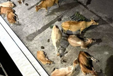 Gerombolan Sapi Resahkan Warga Desa, Bertahun-tahun Diliarkan Pemiliknya, Aparat Bakal Tindak Tegas