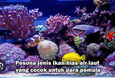 10 Ikan Hias Air Laut yang Indah, Bisa Dipelihara Oleh Para Pemula di Rumah