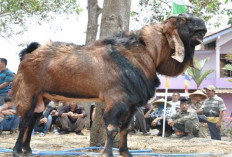 5 Manfaat Ternak Kambing Etawa bagi Pemula, dari Daging hingga Susunya Menguntungkan Peternak