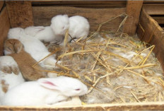 Gak Perlu Khawatir! Gini Penanganan Kelinci Lahiran di Luar Nest Box bagi Pemula, Jamin Aman 100 Persen
