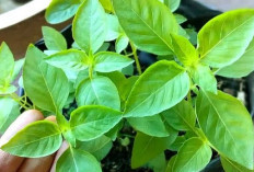 Bukan Hanya Aromatik! Ini 8 Khasiat Daun Kemangi untuk Kesehatan Bikin Kulit Anti Kusam Girls..