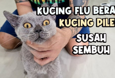 Kucingmu Kena Flu? Yuk Simak Tips Makanan Sehat Untuk Mempercepat Penyembuhannya...