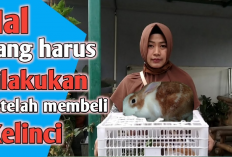 3 Hal Yang Harus Diperhatikan Jika Kamu Memelihara Kelinci Di Rumah!