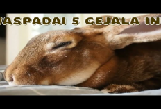 Wajib Tau! Kenali 5 Ciri-ciri Kelinci Sedang Sakit dan Langkah-Langkah Penanganannya, No 5 Paling Umum