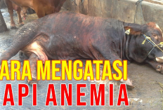 Kamu Harus Tau Nih! 8 Cara Mengatasi Sapi Sakit Anemia untuk Pemula, Yuk Simak Penjelasannya Disini...