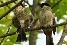 5 Penyakit yang Dapat Menjangkit Burung Kutilang dan Cara Menyembuhkannya, Apa Aja?