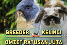 Auto Cuan Gede! Harga Kelinci Holland Loop Mencapai Rp1 Juta, Berikut Cara Merawatnya...