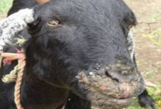 Peternak Harus Tau! 7 Tips Mencegah Penyakit Korengan pada Kambing, No 1 Paling Utama Dikerjakan