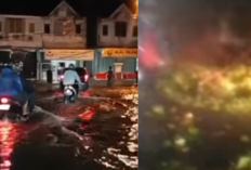 Hujan Deras dan Petir Mengguncang Bogor! Pohon Tumbang Picu Kemacetan Parah