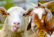 Kambing dan Domba, Manakah yang Lebih 'Worth it' untuk Dikonsumsi? Ini Dia Perbedaannya!