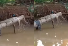 Heboh! Buaya Muncul di Kali Rivaria Depok, Warga Cemas Ada Induk Raksasa