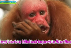Wajah Merah yang Memikat Hati Kisah Monyet Uakari di Hutan Amazon