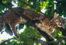 Termasuk Hewan Langka! 5 Jenis Kucing Ini Dilindungi Oleh Pemerintah Indonesia Kerena Terancam Punah, Kenapa?