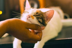 Misteri 5 Perilaku Kucing Ini Jadi Pertanda Keberuntungan bagi Pemiliknya, Kok Bisa?