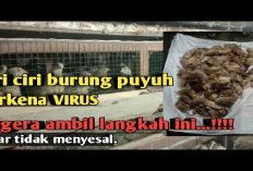 Kamu Harus Tau Nih! 8 Ciri-Ciri Burung Puyuh Terserang Virus, Apa Saja Gejalanya?