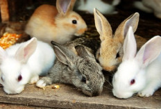 Info Rabbit, Tips Memilih Makanan untuk Kelinci Sesuai dengan Umur, Solusi Menjaga Kesehatan Ternak