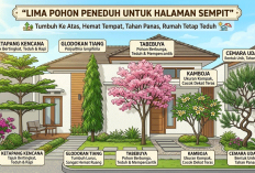 Bikin Rumah Adem Tanpa Bikin Sempit! Ini 5 Pilihan Pohon Peneduh Cantik untuk Lahan Terbatas
