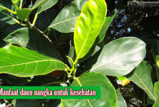 Mambuat Kulit Lebih Kenyal? 26 Manfaat Daun Nangka yang Tersembunyi Untuk Tubuh yang Lebih Sehat!