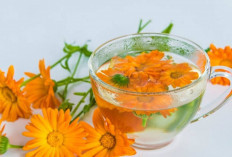 6 Manfaat Calendula untuk Kulit Wajah, Ampuh Usir Jerawat, Simak di Sini..