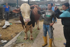 Tak Main-Main! Prabowo Bagikan 985 Ekor Sapi Qurban ke Seluruh Indonesia, Salah Satu Ada yang 1,25 Ton