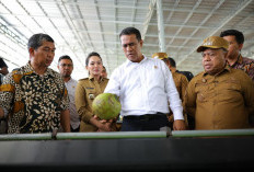 Gile! Potensi Ekspor Kelapa Bisa Hasilkan Rp 1.000 Triliun