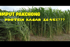 Pilihan Unggul untuk Pertumbuhan dan Kesehatan Optimal Dengan Memanfaatkan Rumput Pakchong Sebagai Pakan Sapi